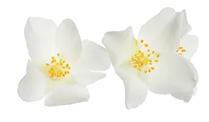Noa – Massagestudio – Bannerdesign mit zarten Jasminblüten und grünen Blättern auf weißem Hintergrund