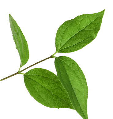 Noa – Massagestudio – Bannerdesign mit zarten Jasminblüten und grünen Blättern auf weißem Hintergrund